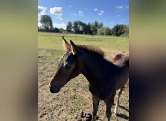 Hanoverian, Mare, Foal (04/2025), Smoky-Black