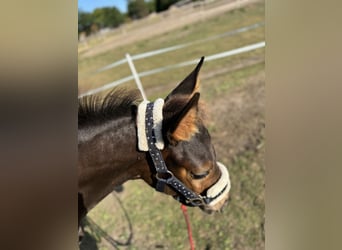 Hanoverian, Mare, Foal (04/2025), Smoky-Black