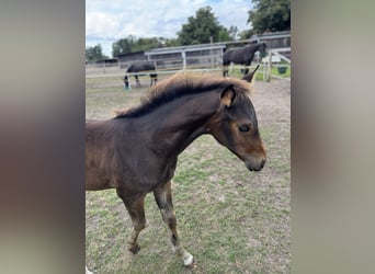Hanoverian, Mare, Foal (04/2025), Smoky-Black