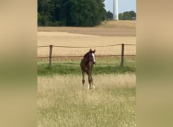 Hanoverian, Mare, Foal (06/2025), Smoky-Black