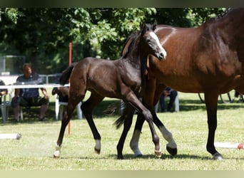 Hanoverian, Mare, Foal (05/2024), Smoky-Black