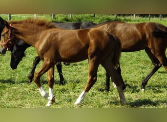 Hanoverian, Mare, Foal (04/2024), Sorrel