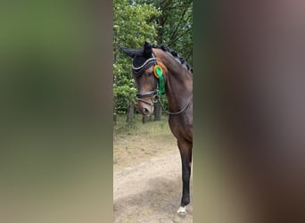 Hanoverian, Stallion, 10 years, 16,3 hh, Smoky-Black