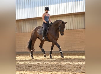 Hanoverian, Stallion, 11 years, 16 hh, Chestnut