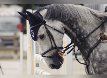 Hanoverian, Stallion, 11 years