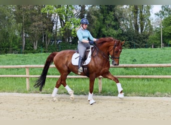 Hanoverian, Stallion, 12 years, 16,2 hh, Chestnut-Red