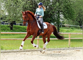 Hanoverian, Stallion, 12 years, 16,2 hh, Chestnut-Red