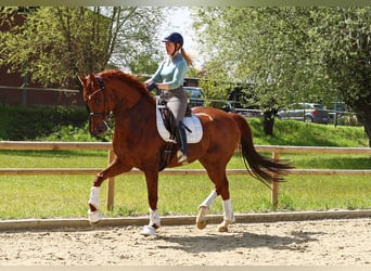 Hanoverian, Stallion, 12 years, 16,2 hh, Chestnut-Red