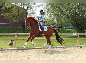 Hanoverian, Stallion, 12 years, 16,2 hh, Chestnut-Red