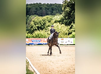 Hanoverian, Stallion, 12 years, 16,2 hh, Smoky-Black