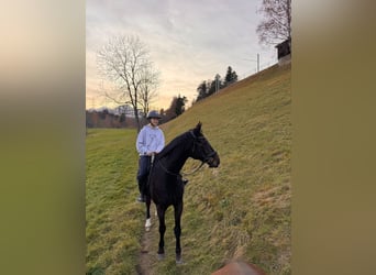 Hanoverian, Stallion, 13 years, 16.2 hh, Bay-Dark
