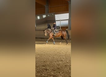 Hanoverian, Stallion, 13 years, 16.2 hh, Bay-Dark