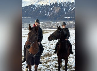 Hanoverian, Stallion, 13 years, 16.2 hh, Bay-Dark