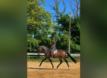 Hanoverian, Stallion, 14 years, 17.1 hh, Bay-Dark