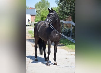 Hanoverian, Stallion, 16 years, 16 hh, Black