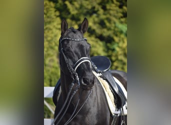 Hanoverian, Stallion, 16 years, 16 hh, Black