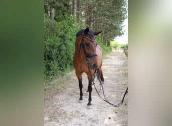 Hanoverian, Stallion, 17 years, 15.3 hh, Brown