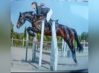 Hanoverian, Stallion, 17 years, 16,1 hh, Bay-Dark