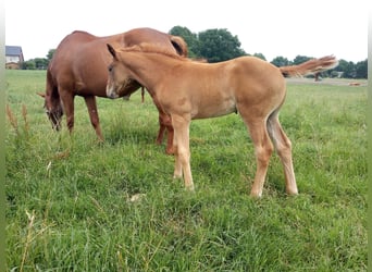 Hanoverian, Stallion, 1 year, 13.1 hh, Chestnut-Red