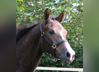 Hanoverian, Stallion, 1 year, 13,2 hh, Can be white