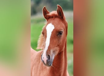 Hanoverian, Stallion, 1 year, 13,2 hh, Chestnut-Red