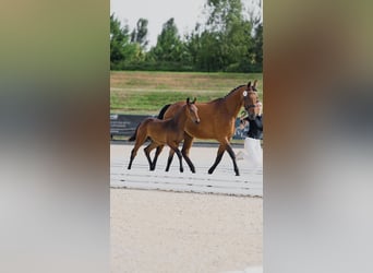 Hanoverian, Stallion, 1 year, 14.1 hh, Brown