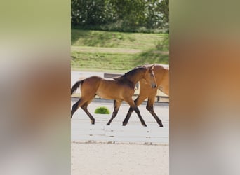 Hanoverian, Stallion, 1 year, 14.1 hh, Brown