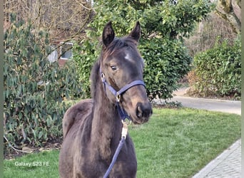 Hanoverian, Stallion, 1 year, 14 hh, Bay-Dark
