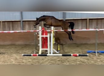Hanoverian, Stallion, 1 year, 14,1 hh, Brown