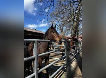 Hanoverian, Stallion, 1 year, 14,1 hh, Brown