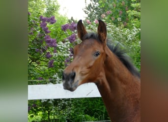 Hanoverian, Stallion, 1 year, 15.2 hh, Brown