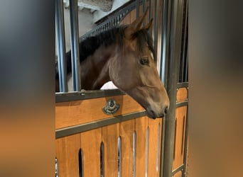 Hanoverian, Stallion, 1 year, 15,2 hh, Brown