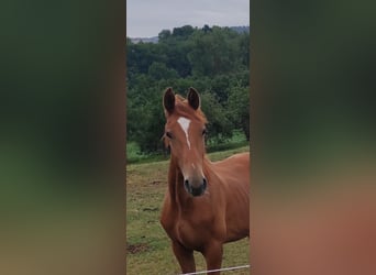 Hanoverian, Stallion, 1 year, 15,1 hh, Chestnut-Red