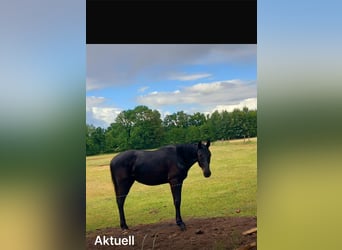 Hanoverian, Stallion, 1 year, 15,2 hh, Black