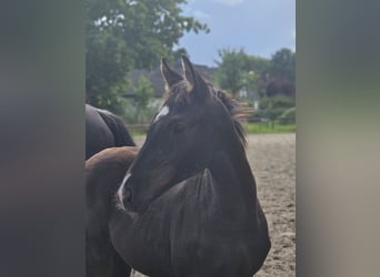 Hanoverian, Stallion, 1 year, 16.1 hh, Black