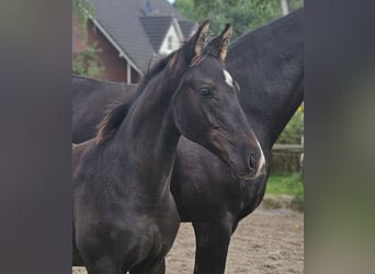 Hanoverian, Stallion, 1 year, 16.1 hh, Black