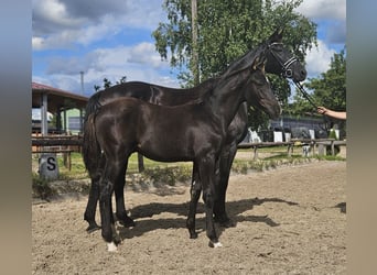 Hanoverian, Stallion, 1 year, 16.1 hh, Black