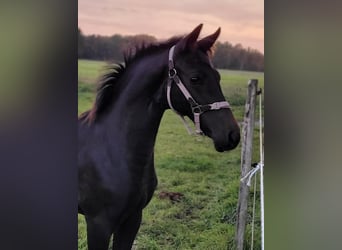 Hanoverian, Stallion, 1 year, 16.1 hh, Black