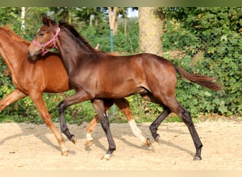 Hanoverian, Stallion, 1 year, 16,1 hh, Brown