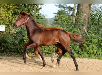 Hanoverian, Stallion, 1 year, 16,1 hh, Brown