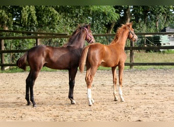 Hanoverian, Stallion, 1 year, 16,1 hh, Brown