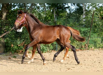 Hanoverian, Stallion, 1 year, 16,1 hh, Brown