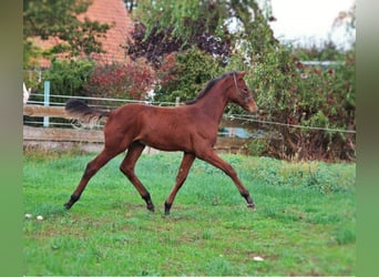 Hanoverian, Stallion, 1 year, 16.1 hh, Brown