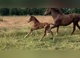 Hanoverian, Stallion, 1 year, 16.1 hh, Brown