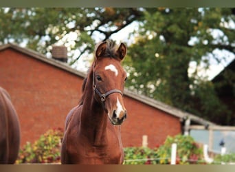 Hanoverian, Stallion, 1 year, 16.1 hh, Brown