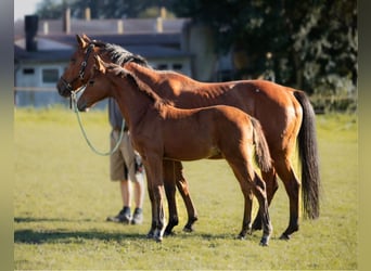 Hanoverian, Stallion, 1 year, 16.1 hh, Brown-Light