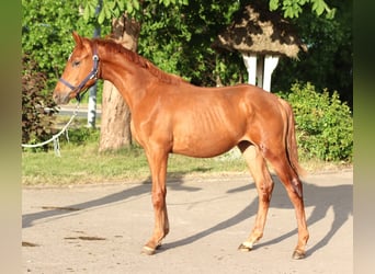 Hanoverian, Stallion, 1 year, 16.1 hh, Chestnut-Red
