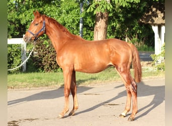 Hanoverian, Stallion, 1 year, 16.1 hh, Chestnut-Red