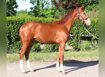 Hanoverian, Stallion, 1 year, 16.1 hh, Chestnut-Red