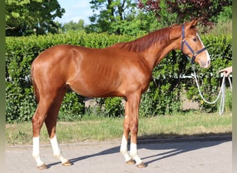Hanoverian, Stallion, 1 year, 16.1 hh, Chestnut-Red
